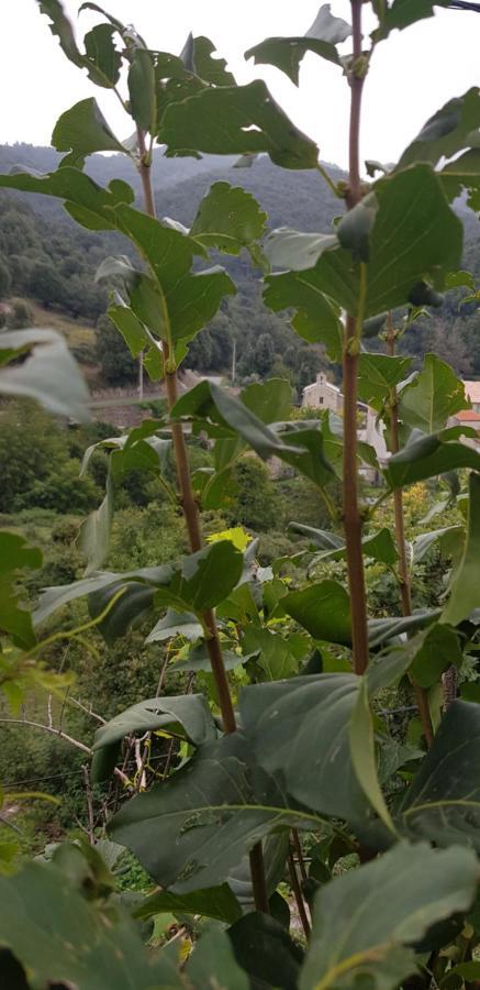 Un habitat troglodyte au centre corse, A cantinella Santa-Lucia-di-Mercurio Extérieur photo